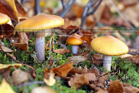Паутинник слизистый (Cortinarius mucosus). Грибы среди опавшей листвы, Ямало-Ненецкий автономный округ. Стоковое фото, фотограф Григорий Писоцкий / Фотобанк Лори