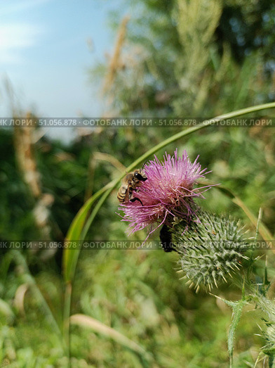 Пчела-красавица на ярком цветке. Расторопша пятнистая. Silybum marianum. Стоковое фото, фотограф Елена Рассоха / Фотобанк Лори