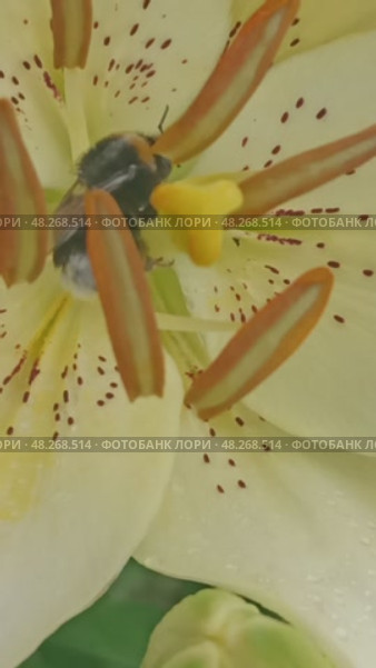Пчела опыляет цветок желтой лилии. Стоковое видео, видеограф Вера Гаркушина / Фотобанк Лори