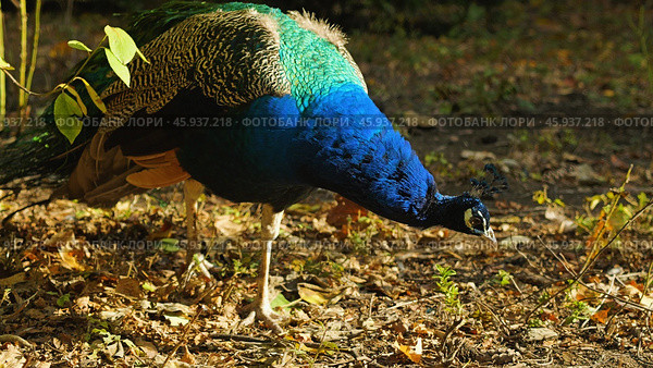Peacock Foraging in Forest. A close-up of a male peacock with vibrant blue, green, and brown plumage. The bird is walking on a bed of leaves in a forest, looking for food. Стоковое фото, фотограф Воловодов Владимир / Фотобанк Лори
