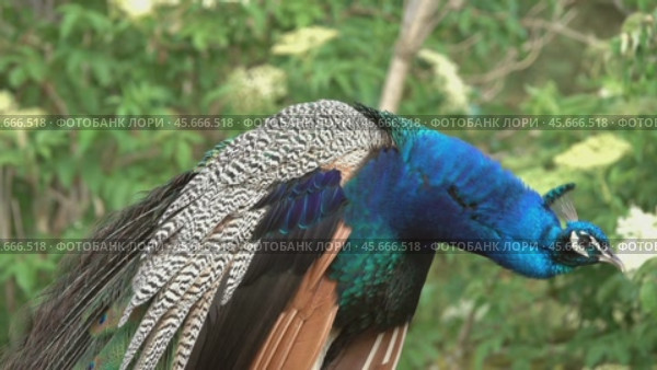 Peacocks sitting on branch in forest. Стоковое видео, видеограф Михаил Коханчиков / Фотобанк Лори