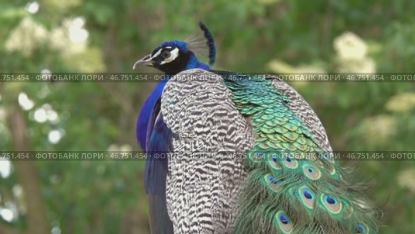 Peacocks sitting on branch in forest. Стоковое видео, видеограф Михаил Коханчиков / Фотобанк Лори