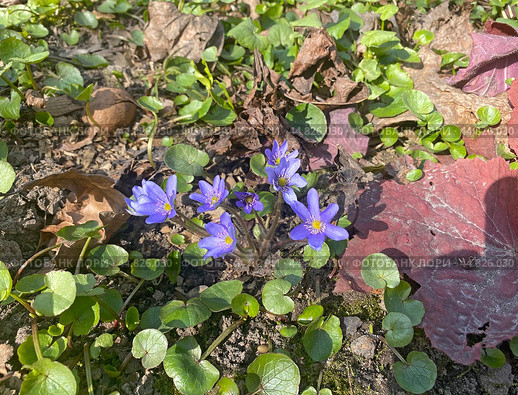 Печеночница (Hepatica) среди листвы. Стоковое фото, фотограф Мария Кылосова / Фотобанк Лори