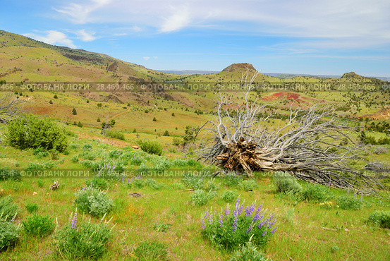 Пейзаж. Индейская резервация. Орегон. США (2012 год). Стоковое фото, фотограф Арестов Андрей Павлович / Фотобанк Лори