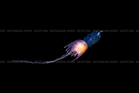 Pelagic siphonophore - Hula Skirt Siphonophore (Physophora hydrostatica) Стоковое фото, фотограф Некрасов Андрей / Фотобанк Лори