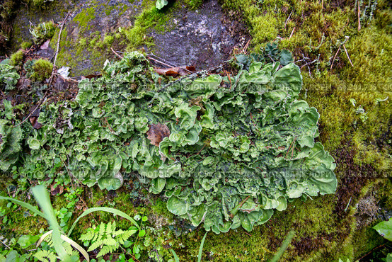 Пельтигера пупырчатая (Peltigera aphthosa) на замшелом камне в лесу. Стоковое фото, фотограф Наталья Осипова / Фотобанк Лори