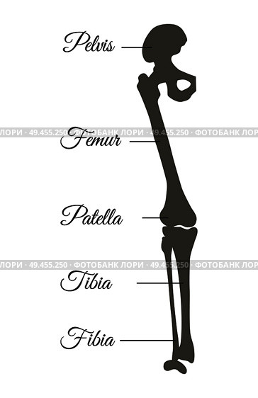 Pelvis and femur, patella fibia tibia types, poster having explanation of part of human leg, titles anatomical names isolated on vector illustration. Pelvis and Femur Poster Title Vector Illustration. Стоковая иллюстрация, агентство Ingram Publishing / Фотобанк Лори