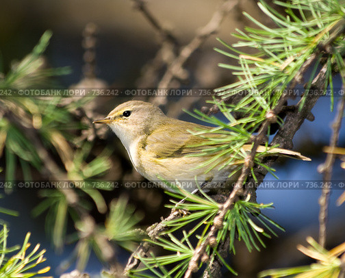 Пеночка-теньковка, Phylloscopus collybita, Chiffchaff. Стоковое фото, фотограф Василий Вишневский / Фотобанк Лори
