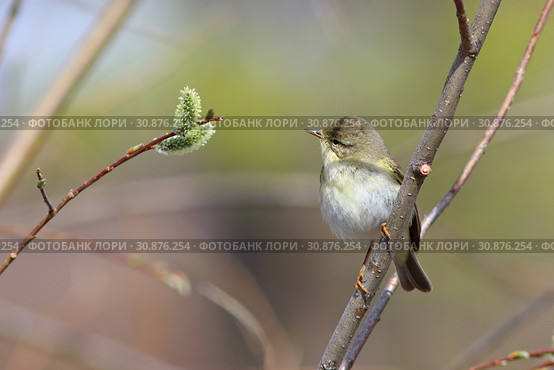 Пеночка-весничка (Phylloscopus trochilus). Птичка рассматривает цветок ивы, Ямало-Ненецкий автономный округ. Стоковое фото, фотограф Григорий Писоцкий / Фотобанк Лори