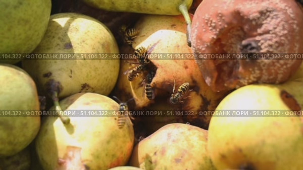 Переспевшие, упавшие груши, которые изнутри выгрызают осы Overripe, fallen pears that are eaten from the inside by wasps. Стоковое видео, видеограф Краснова Ирина / Фотобанк Лори