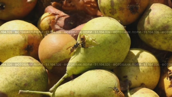 Переспевшие, упавшие груши, которые изнутри выгрызают осы Overripe, fallen pears that are eaten from the inside by wasps. Стоковое видео, видеограф Краснова Ирина / Фотобанк Лори