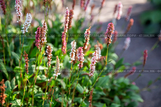 Persicaria maculosa, Горец почечуйный. Стоковое фото, фотограф Юлия Бабкина / Фотобанк Лори