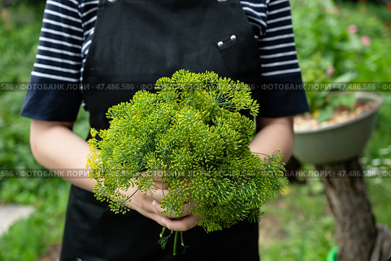 Person holding a vibrant bouquet of fresh green herbs in a lush garden setting on a sunny day. Стоковое фото, фотограф Вербицкая Светлана / Фотобанк Лори