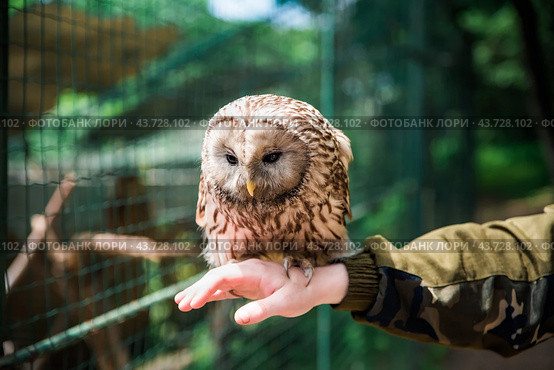 Person holding Ural owl (Strix uralensis) bird on arm as a caring of a World Animal Day. Стоковое фото, фотограф Татьяна Терехина / Фотобанк Лори
