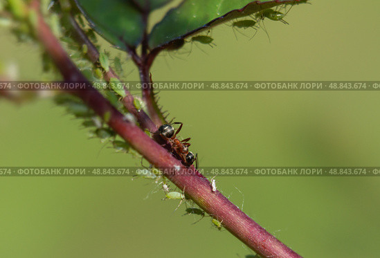 Pest control concept: aphids on growing shoot. Стоковое фото, фотограф Игорь Кляхин / Фотобанк Лори