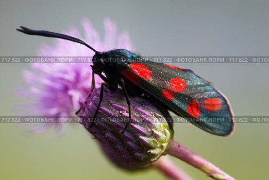 Пестрянка таволговая, лабазниковая, Zygaena filipendulae, Six-spot Burnet. Стоковое фото, фотограф Василий Вишневский / Фотобанк Лори