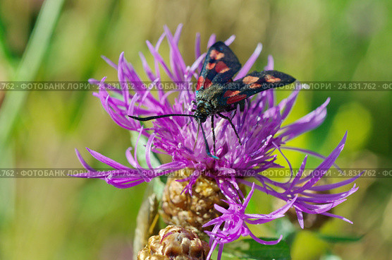 Пестрянка таволговая (лат. Zygaena filipendulae) собирает нектар на васильке луговом (лат. Centaurea jacea) Стоковое фото, фотограф Елена Коромыслова / Фотобанк Лори