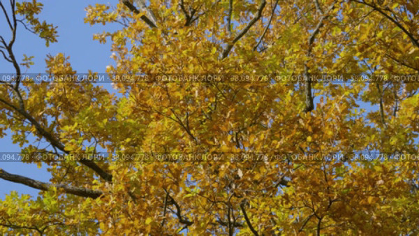 Петергоф, парк Александрия осенью. Дубы в осеннем убранстве. Peterhof, Alexandria Park in autumn. Oaks in autumn decoration. (2021 год). Стоковое видео, видеограф Евгений Романов / Фотобанк Лори