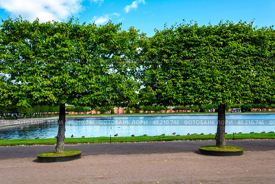 Peterhof, topiary trees in the garden of Bacchus (2019 год). Стоковое фото, фотограф Ольга Остроухова / Фотобанк Лори