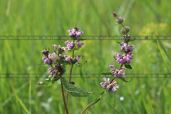 Phlomis tuberosa. Зопник клубненосный летним днем на лугу в Кулундинской степи. Стоковое фото, фотограф Григорий Писоцкий / Фотобанк Лори