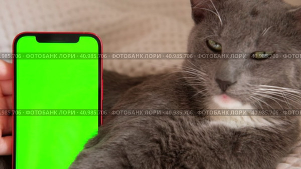 Phone, smartphone with green screen chromakey against Cat. Little gray cute sleepy Kitten. Online shopping, websites for pets, mobile applications. Mockup. Smart phone with green background and animal. Стоковое видео, видеограф Марина Демидюк / Фотобанк Лори