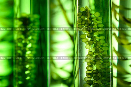 Photobioreactor in Algae fuel biofuel industry, sustainable energy concept. Стоковое фото, агентство Ingram Publishing / Фотобанк Лори