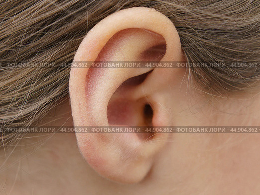 Photograph of a child’s ear. Стоковое фото, фотограф YuryKara / Фотобанк Лори