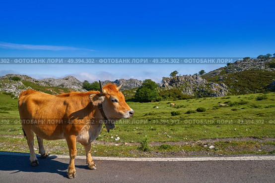 Picos de Europa in Asturias cows on the road in Spain. Стоковое фото, агентство Ingram Publishing / Фотобанк Лори