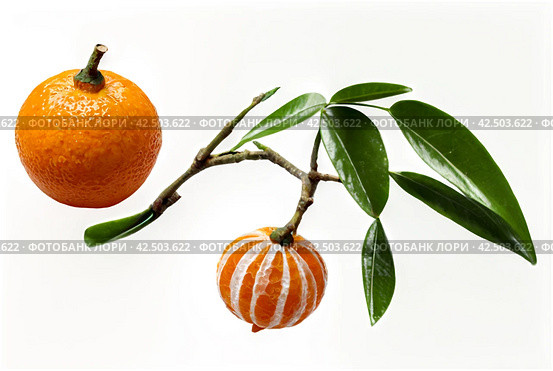 Picture of fresh ripe mandarin at isolated white background. Illustration of mandarine for design project, poster, banner, logotype. Fresh fruits concept. Copy ad text space. Generative Ai image. Стоковое AI-изображение, AI-художник Aleksandr Golubev / Фотобанк Лори