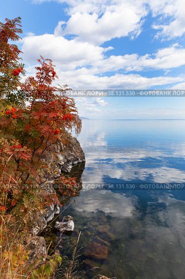 Picturesque autumn landscape of Lake Baikal and Cape Shamansky. Red rowan bushes on the rocky shore of the cape. Clouds are reflected in calm water. Natural background. Autumn travel and outdoors. Стоковое фото, фотограф Виктория Катьянова / Фотобанк Лори