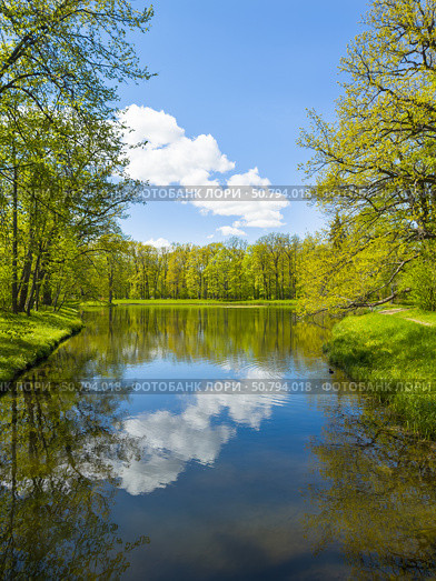 Picturesque spring landscape of forest park with mirror reflection of clouds and deciduous trees in quiet pond with ducks on sunny May day. Recreation and outdoors. Natural spring background. Стоковое фото, фотограф Виктория Катьянова / Фотобанк Лори