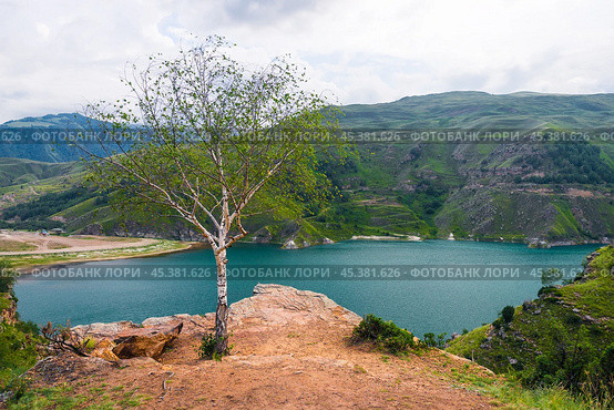 Picturesque view of the mountain lake Gizhgit with azure water and a lonely tree on the shore. Caucasus. Стоковое фото, фотограф Константин Лабунский / Фотобанк Лори