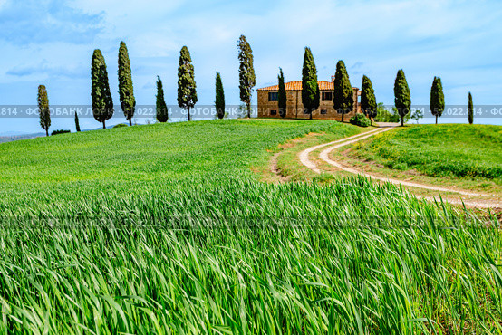 Pienza, Tuscany,  Italy - May 1, 2015: Iconic farmland I Cipressini, italian cypress trees and rural road in spring. Редакционное фото, фотограф Татьяна  Бральнина / Фотобанк Лори