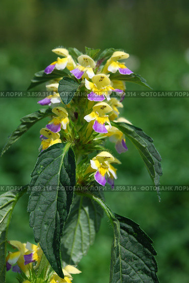 Пикульник красивый или зябра (Galeopsis speciosa) Стоковое фото, фотограф Анна Омельченко / Фотобанк Лори
