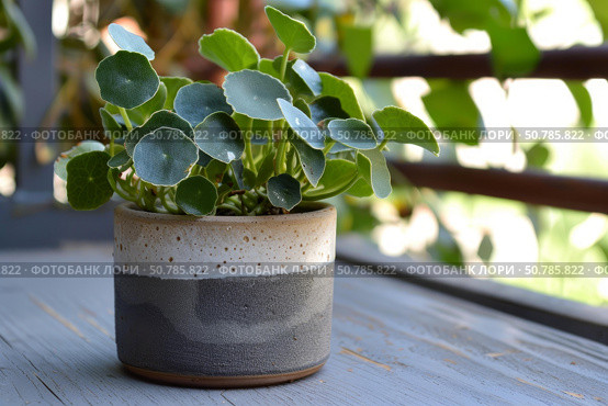 Pilea peperomioides growing in modern pot on wooden table outdoors. Стоковое AI-изображение, AI-художник Иван Рябоконь / Фотобанк Лори