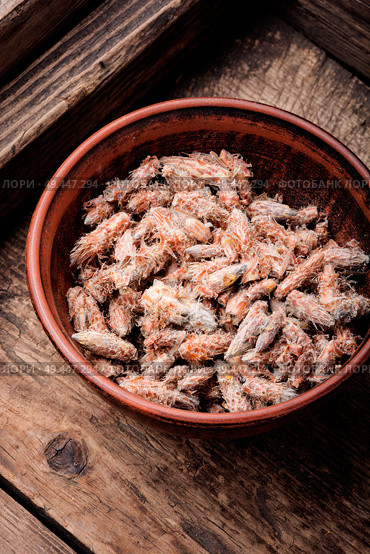 Pine buds for treating colds.Pine buds.Dried pine shoots. Pine buds, natural healer. Стоковое фото, агентство Ingram Publishing / Фотобанк Лори