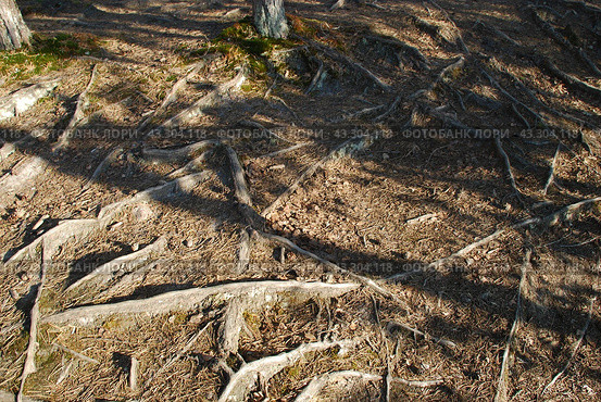 Pine roots on a forest road. Стоковое фото, фотограф Andrew_Swarga / Фотобанк Лори