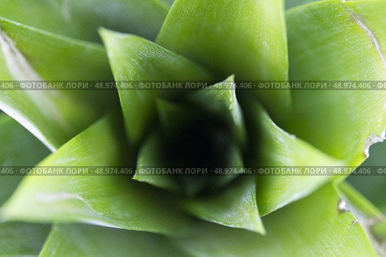 pineapple tuft. Стоковое фото, агентство Ingram Publishing / Фотобанк Лори