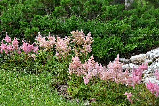 Pink Astilbe Arendsii is a hybrid flower of the Saxifragaceae family. Стоковое фото, фотограф Володина Ольга / Фотобанк Лори