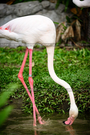 pink flamingo : the Greater Flamingo is the most common and widespread member of the flamingo family. Стоковое фото, агентство Ingram Publishing / Фотобанк Лори