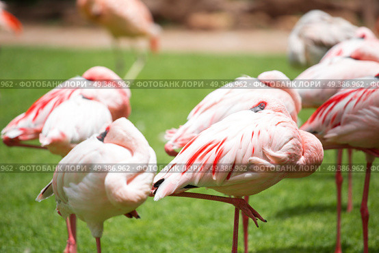 pink flamingos walk on a green glade. Стоковое фото, агентство Ingram Publishing / Фотобанк Лори