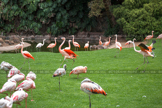 pink flamingos walk on a green glade. Стоковое фото, агентство Ingram Publishing / Фотобанк Лори