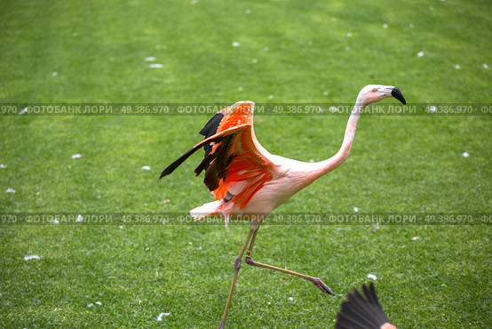 pink flamingos walk on a green glade. Стоковое фото, агентство Ingram Publishing / Фотобанк Лори