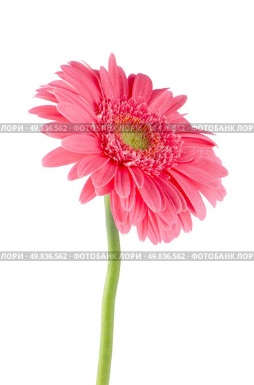 Pink gerbera daisy flower isolated on white background. Стоковое фото, агентство Ingram Publishing / Фотобанк Лори