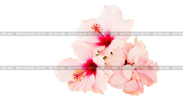 pink hibiscus flower isolated on white background. hibiscus flower. Стоковое фото, агентство Ingram Publishing / Фотобанк Лори