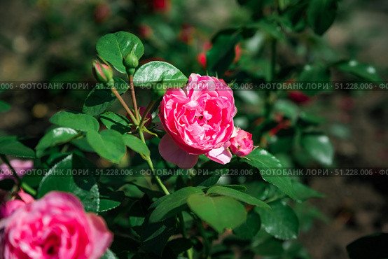 Pink Leonardo da Vinci rose in full bloom from floribunda group, close up macro shot of petals in a green summer garden background. Стоковое фото, фотограф Татьяна Терехина / Фотобанк Лори