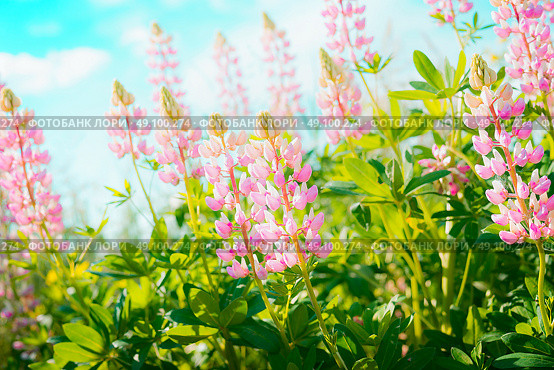 Pink lupins flowers at sky background, outdoor floral nature. Стоковое фото, агентство Ingram Publishing / Фотобанк Лори