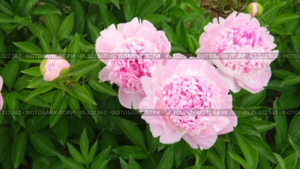 Pink peony growing, blurred leaves background. Gently fresh flower bush. Gardening, landscaping. Plant Nurse Ad. Backdrop for product promote. Flower shop. Green home garden. Landscape design. Path. Стоковое видео, видеограф Марина Демидюк / Фотобанк Лори