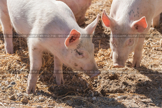 Pink pigs in a pigsty in the spring. Стоковое фото, агентство Ingram Publishing / Фотобанк Лори