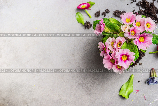 Pink primula flower for gardening or potting on gray stone background, top view, place for text. Стоковое фото, агентство Ingram Publishing / Фотобанк Лори